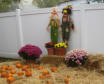 The children go pumpkin picking in our own pumpkin patch